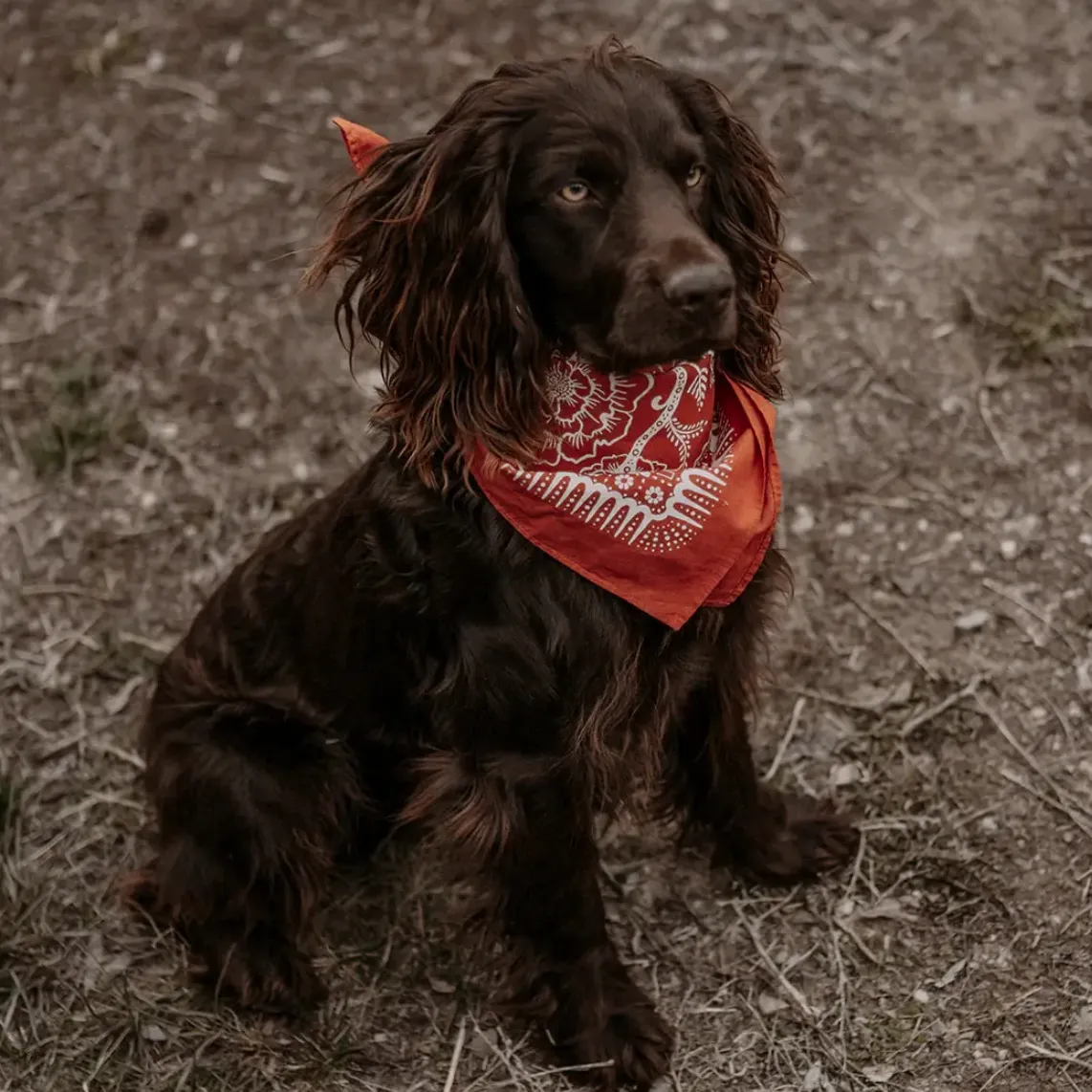 Cotton Bandana Scarf - Terracotta